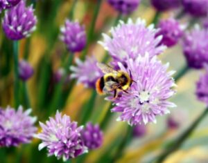 bumblebee on a scallion flower